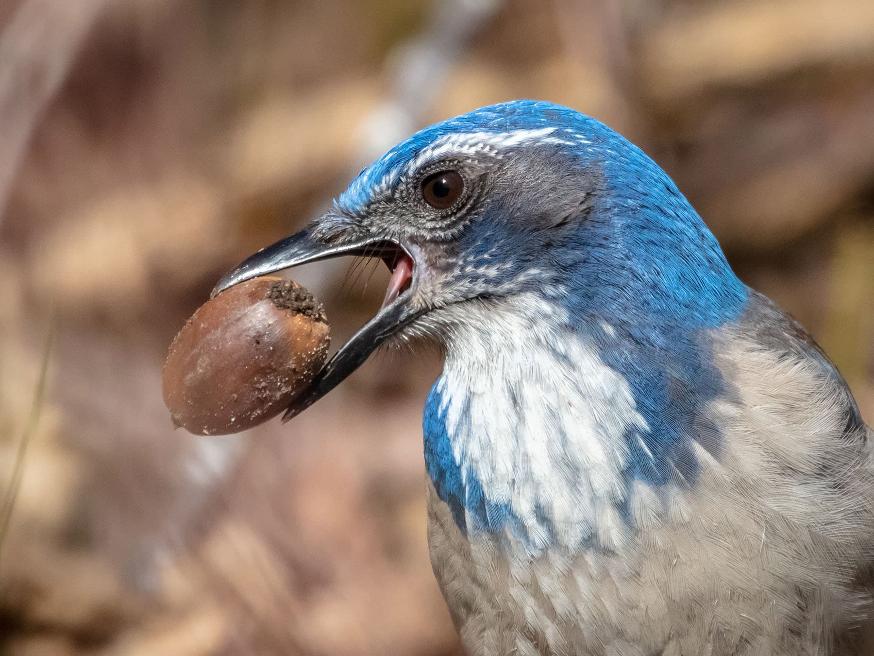 Scrub jay eating nut