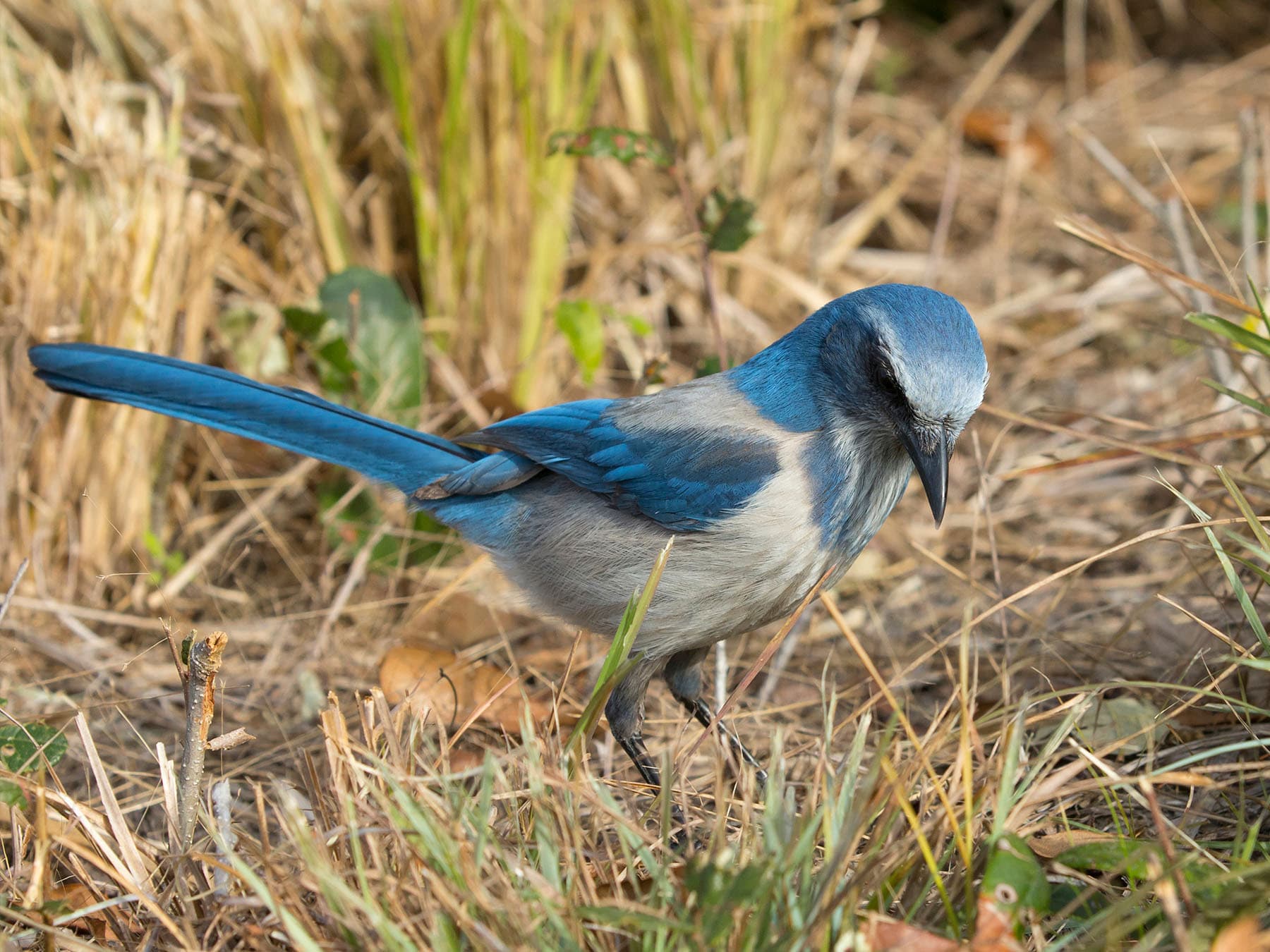 Scrub jay foraging
