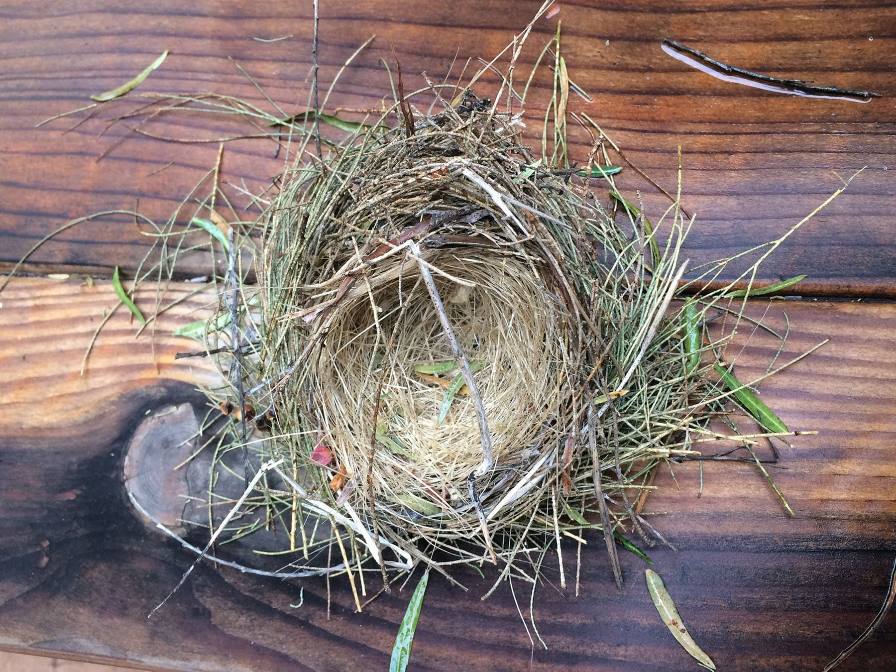 Scrub jay nest