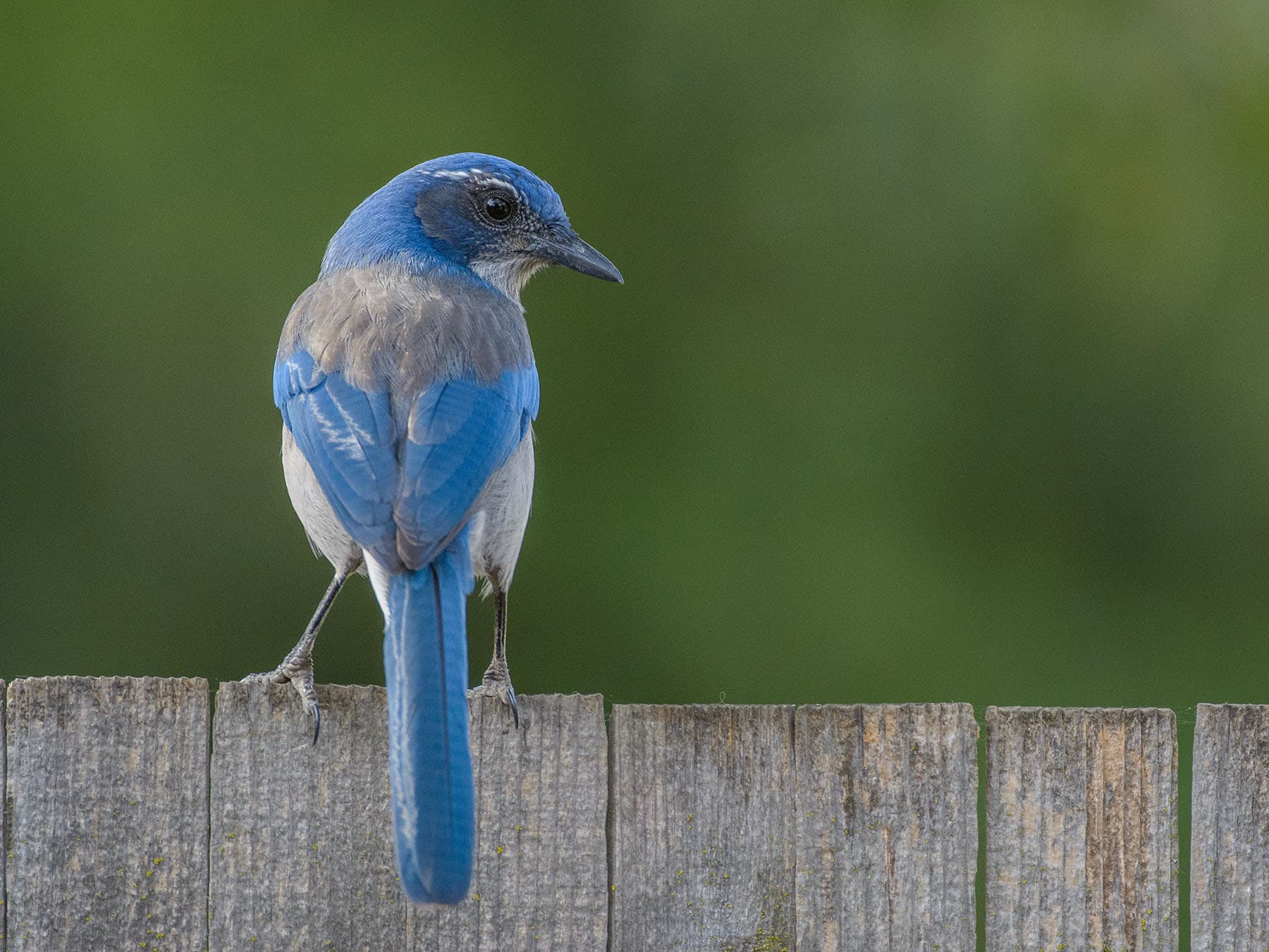 Scrub jay perched