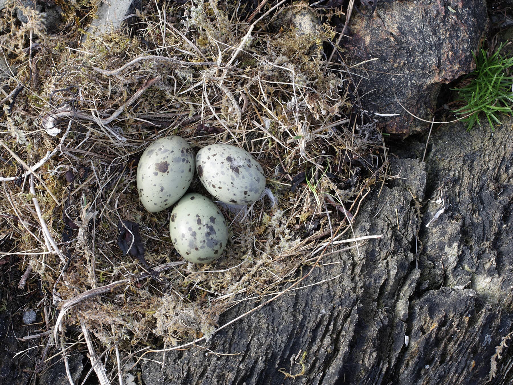 Seagull nest with eggs