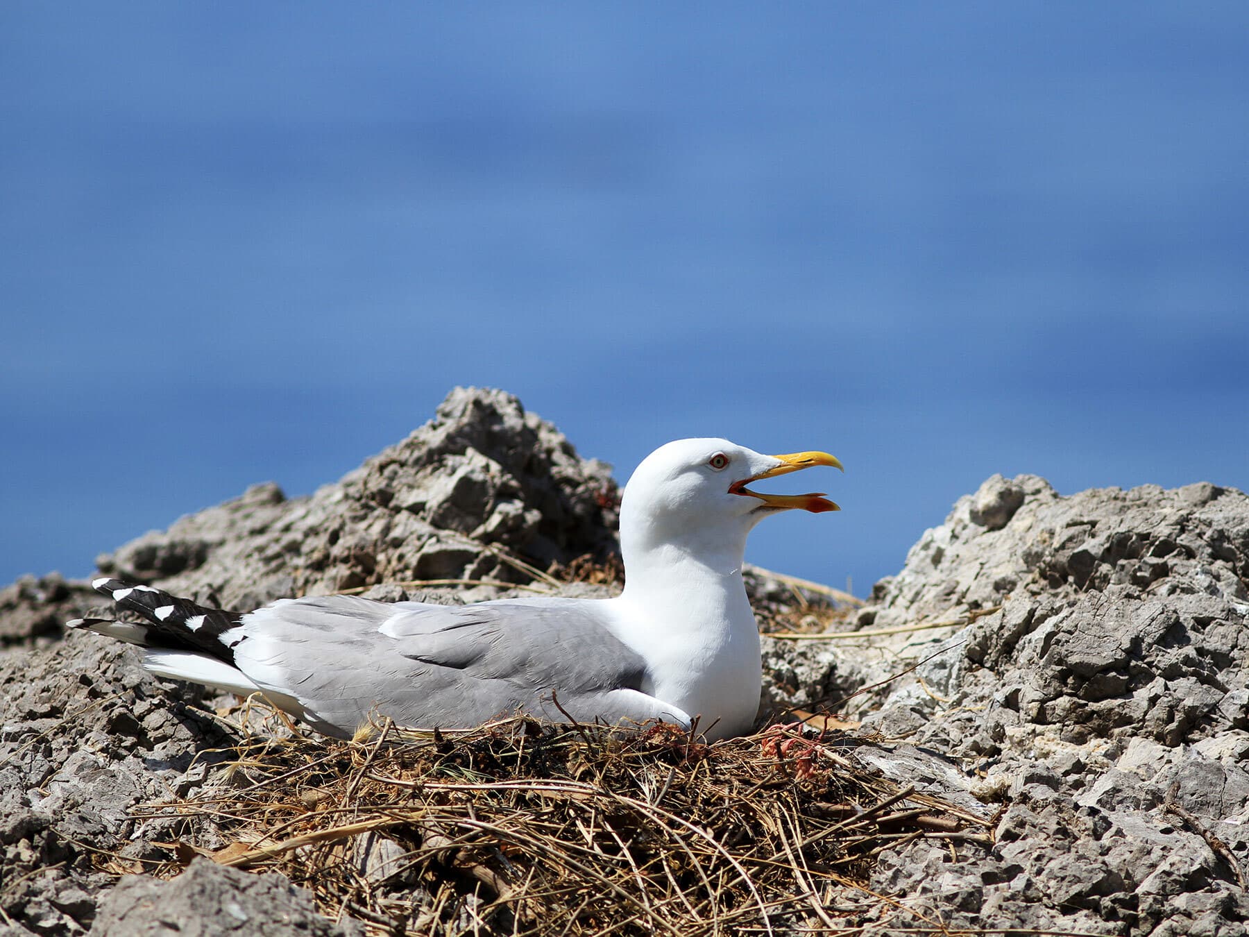 Seagull sitting on nest