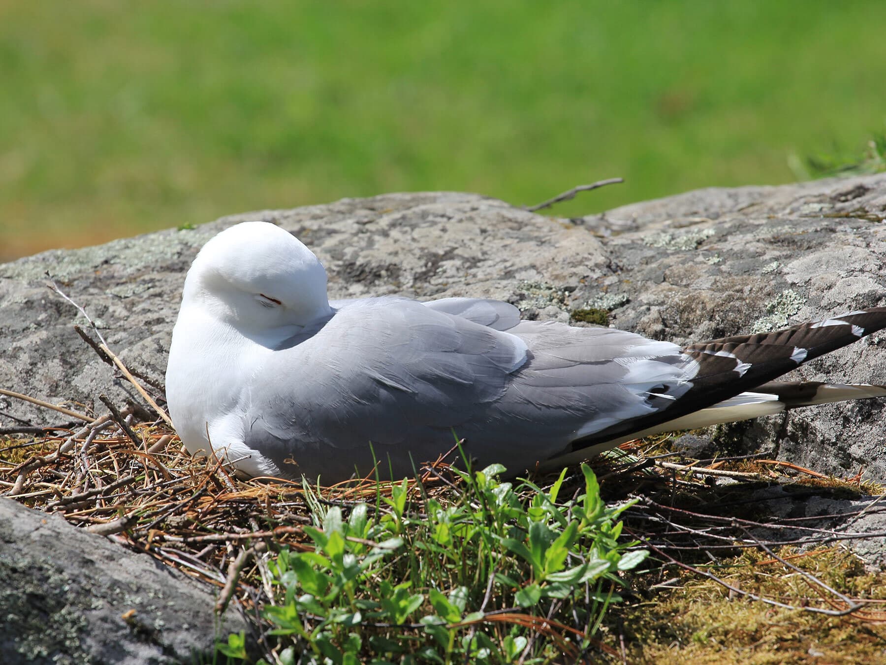 Seagull sleeping in nest