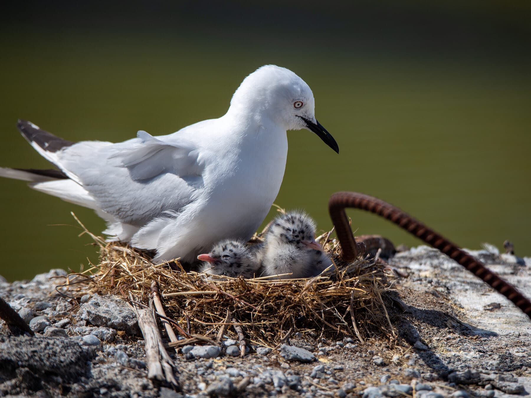 Seagull with chicks