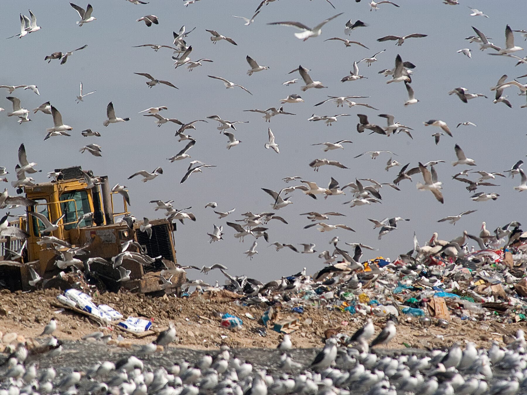 Seagulls at landfill