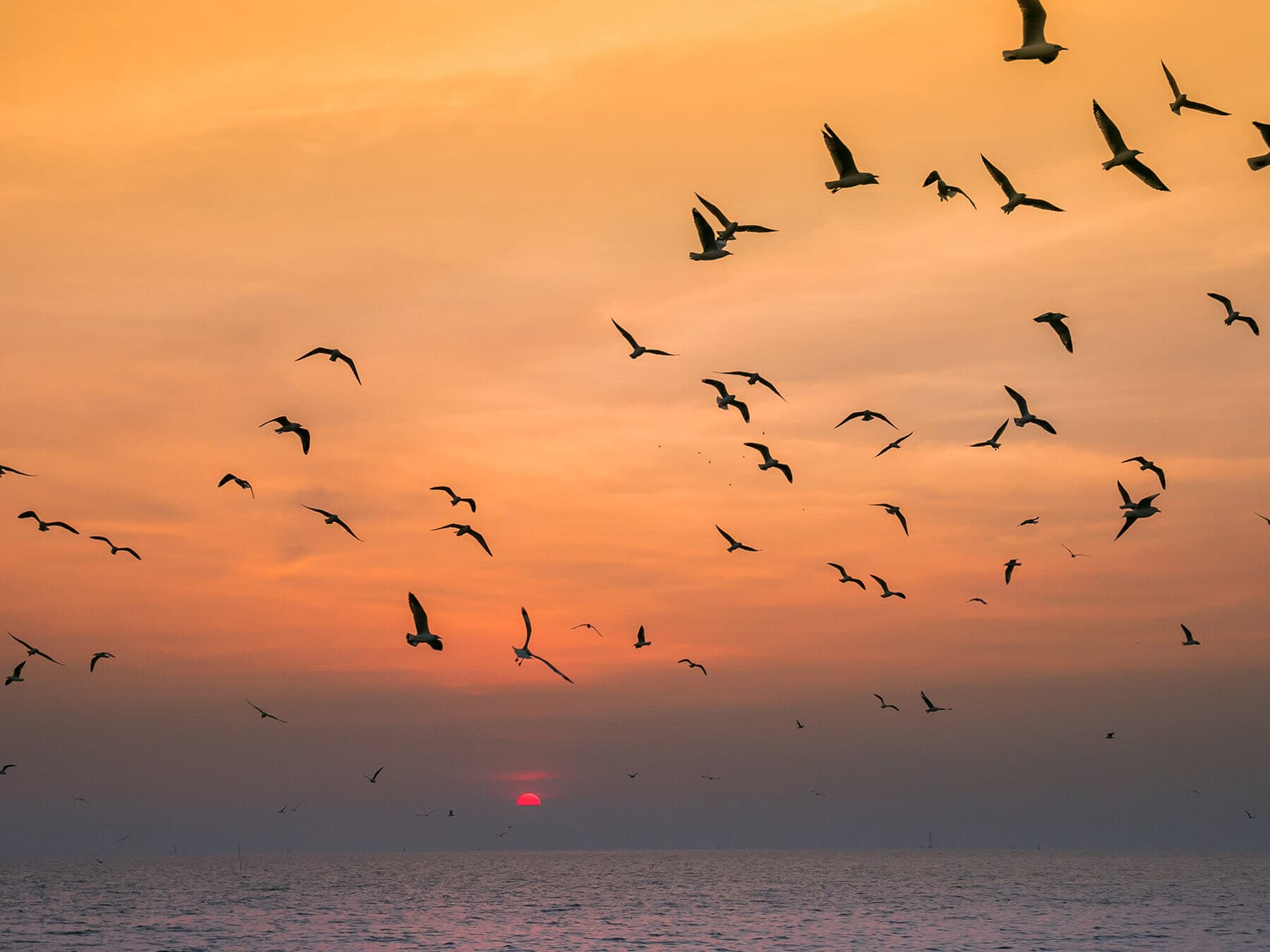 Seagulls flying to roost