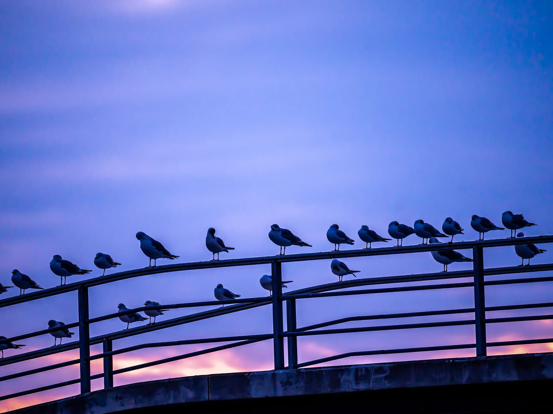 Seagulls sleeping at night