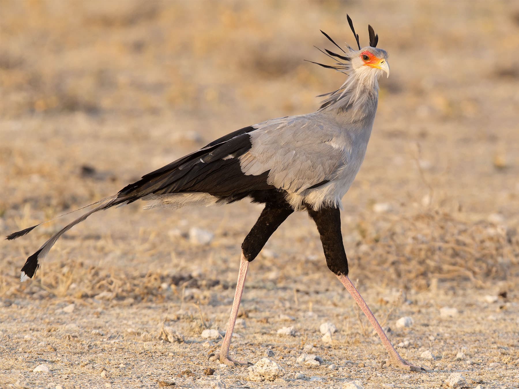 Secretary bird in natural habitat