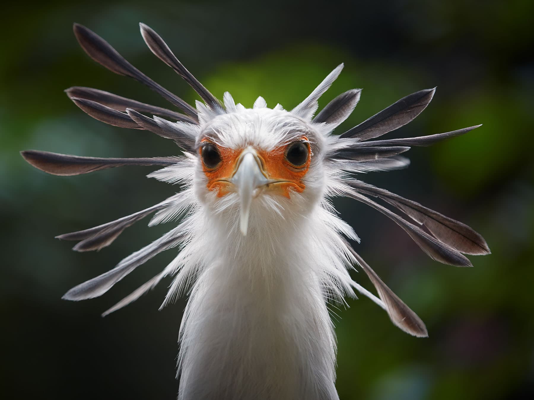 Close up portrait of a Secretarybird