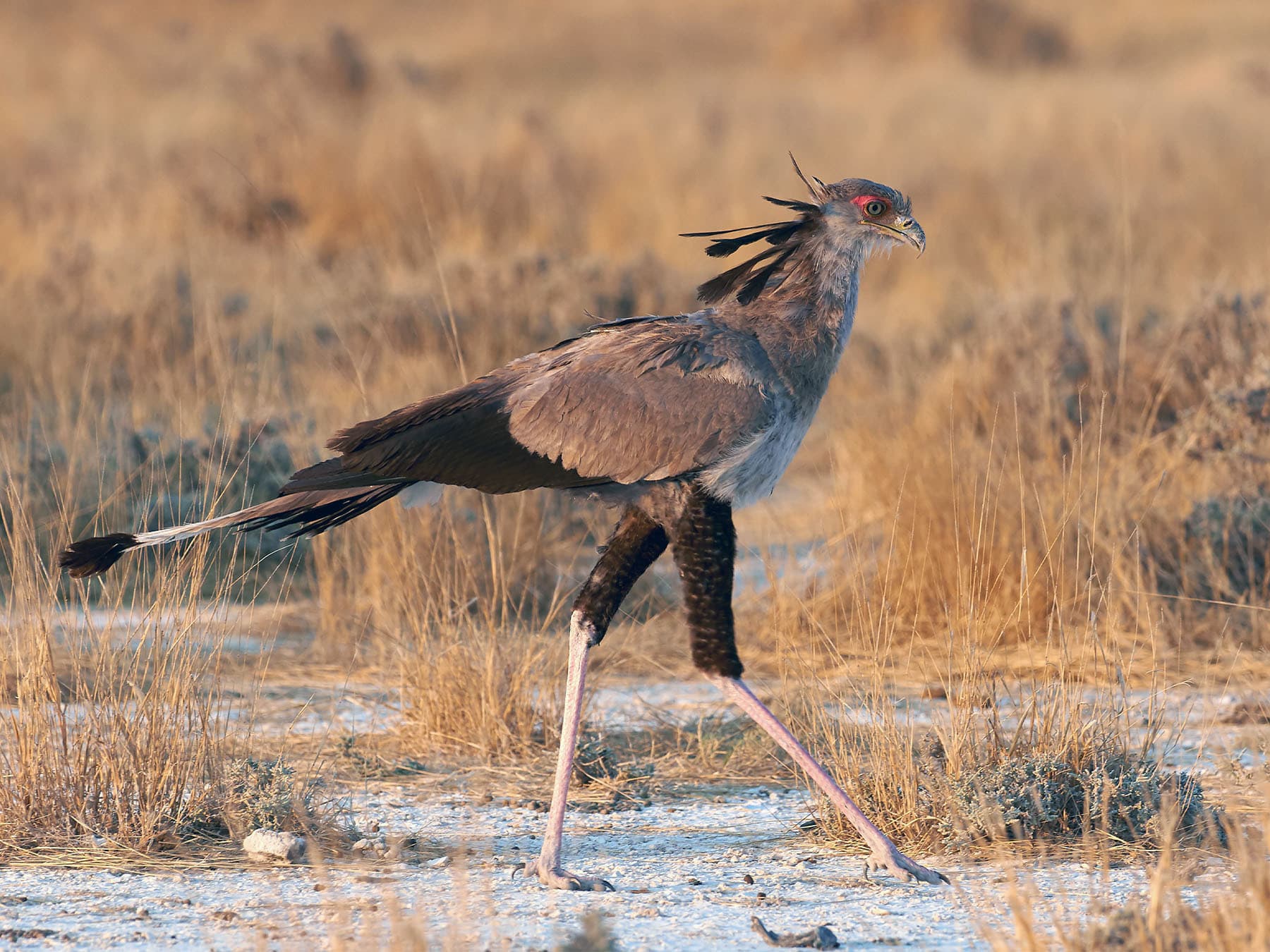 Secretarybird walking in natural habitat