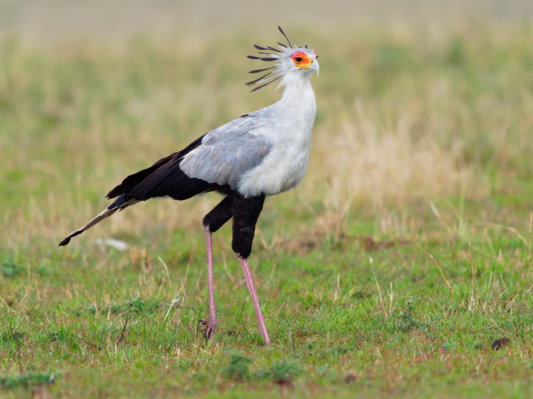 Secretarybird