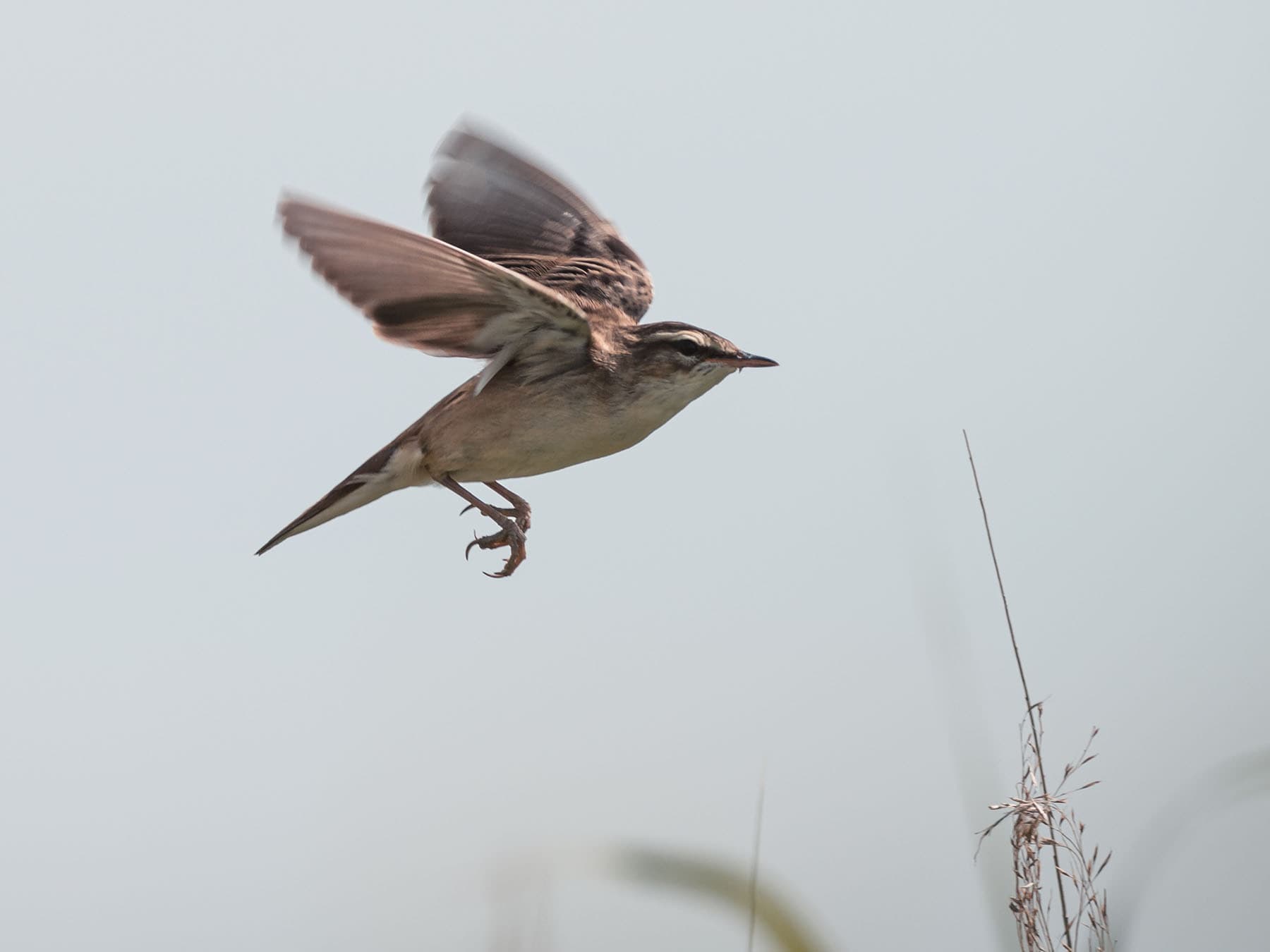 Sedge Warbler in flight