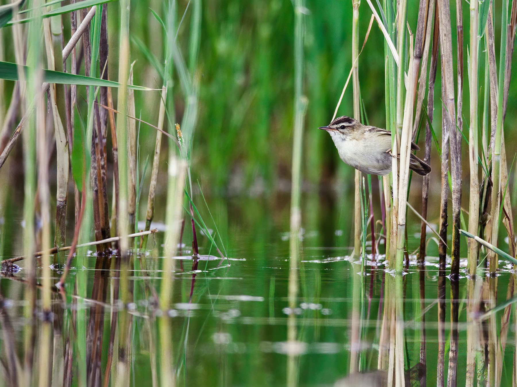 Sedge Warblers are typically associated with marshland, but they occupy a range of habitats