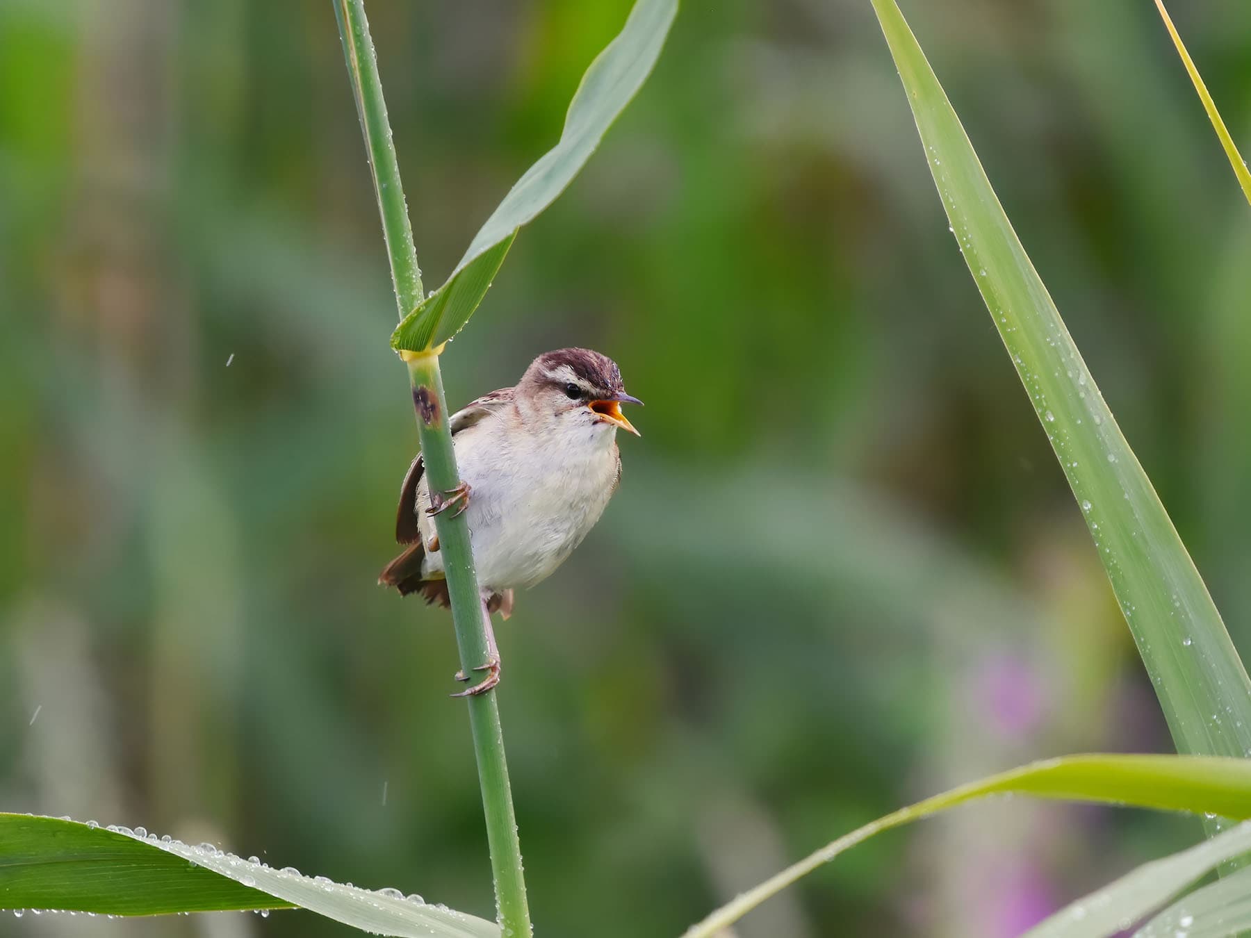 Sedge Warbler singing from a reed