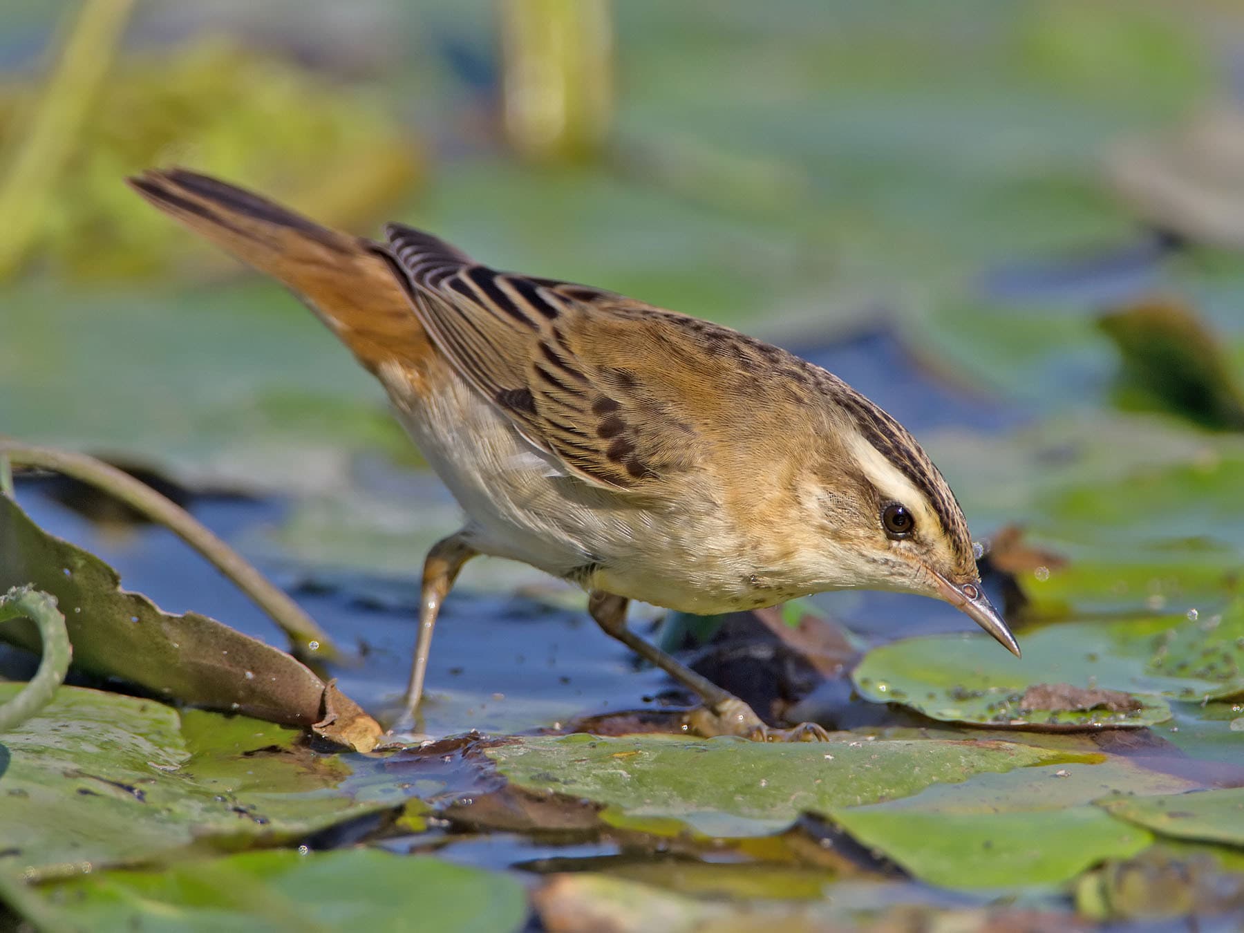 Sedge Warbler foraging for food