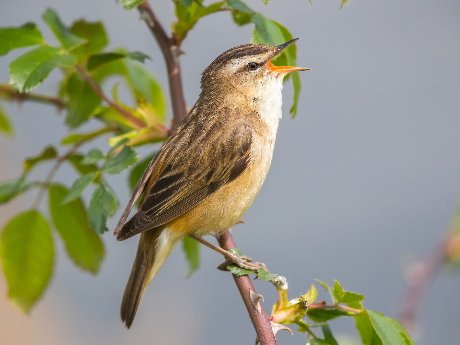 Sedge Warbler
