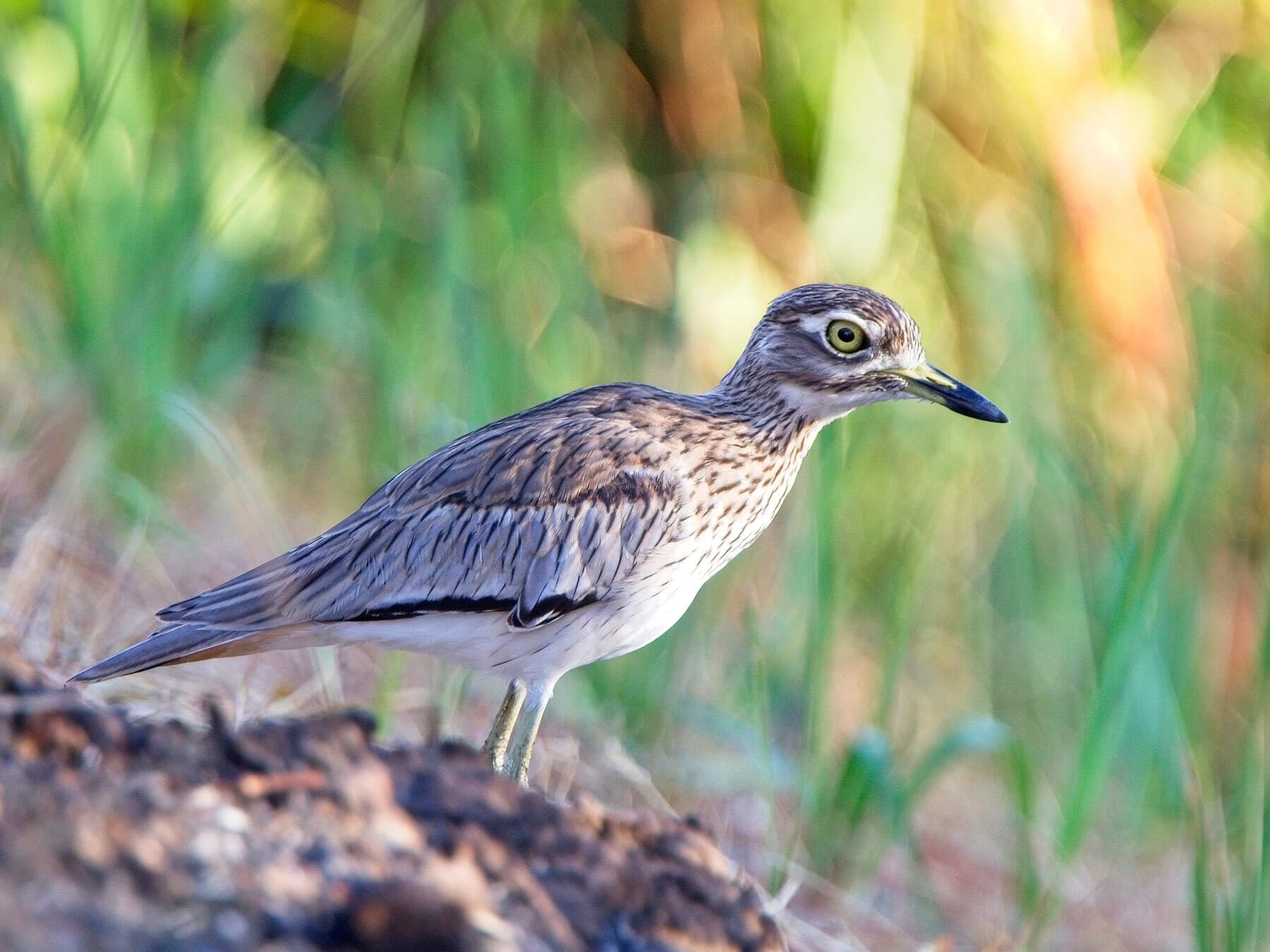 Senegal thick knee 3