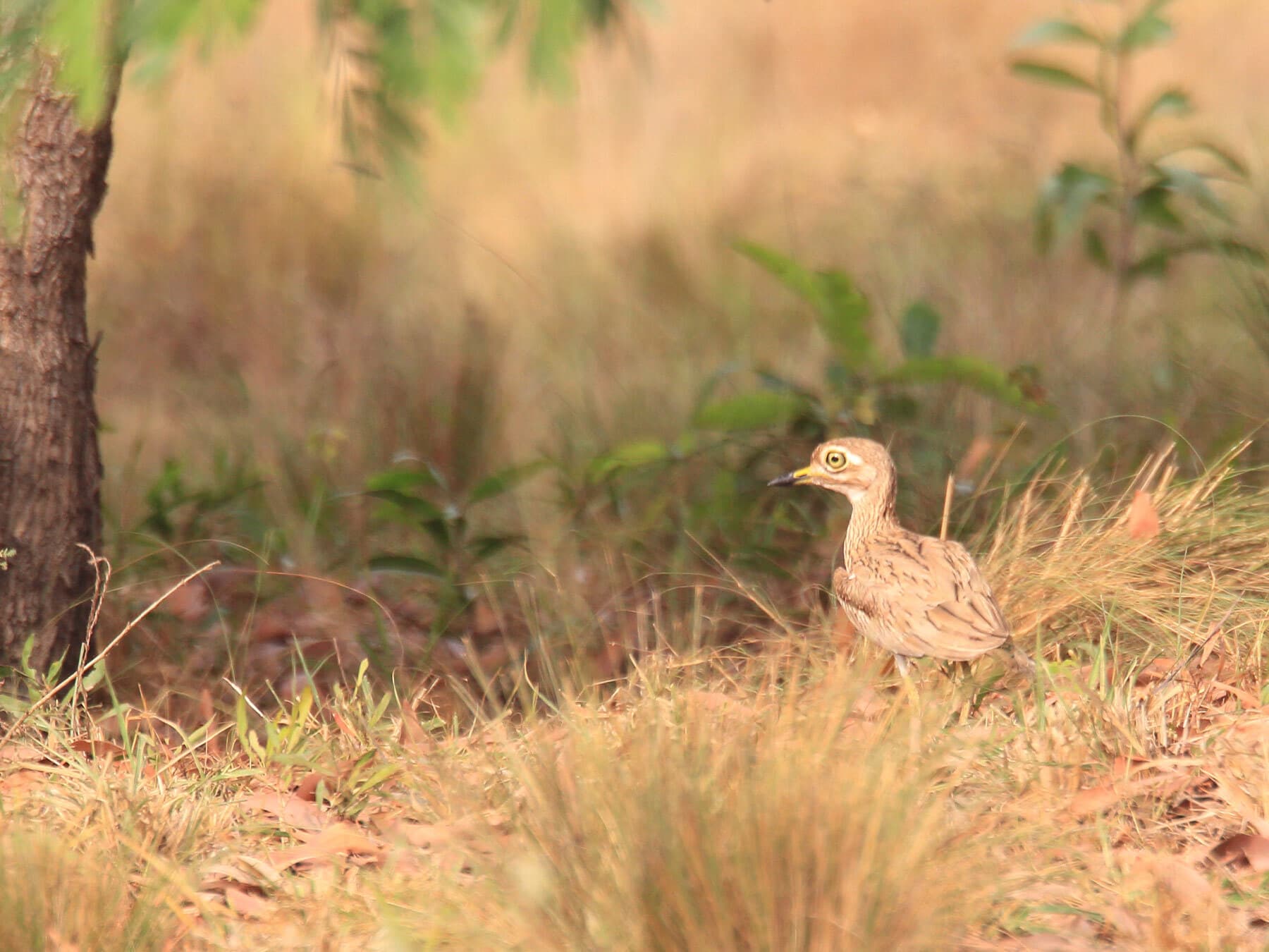Senegal thick knee 4