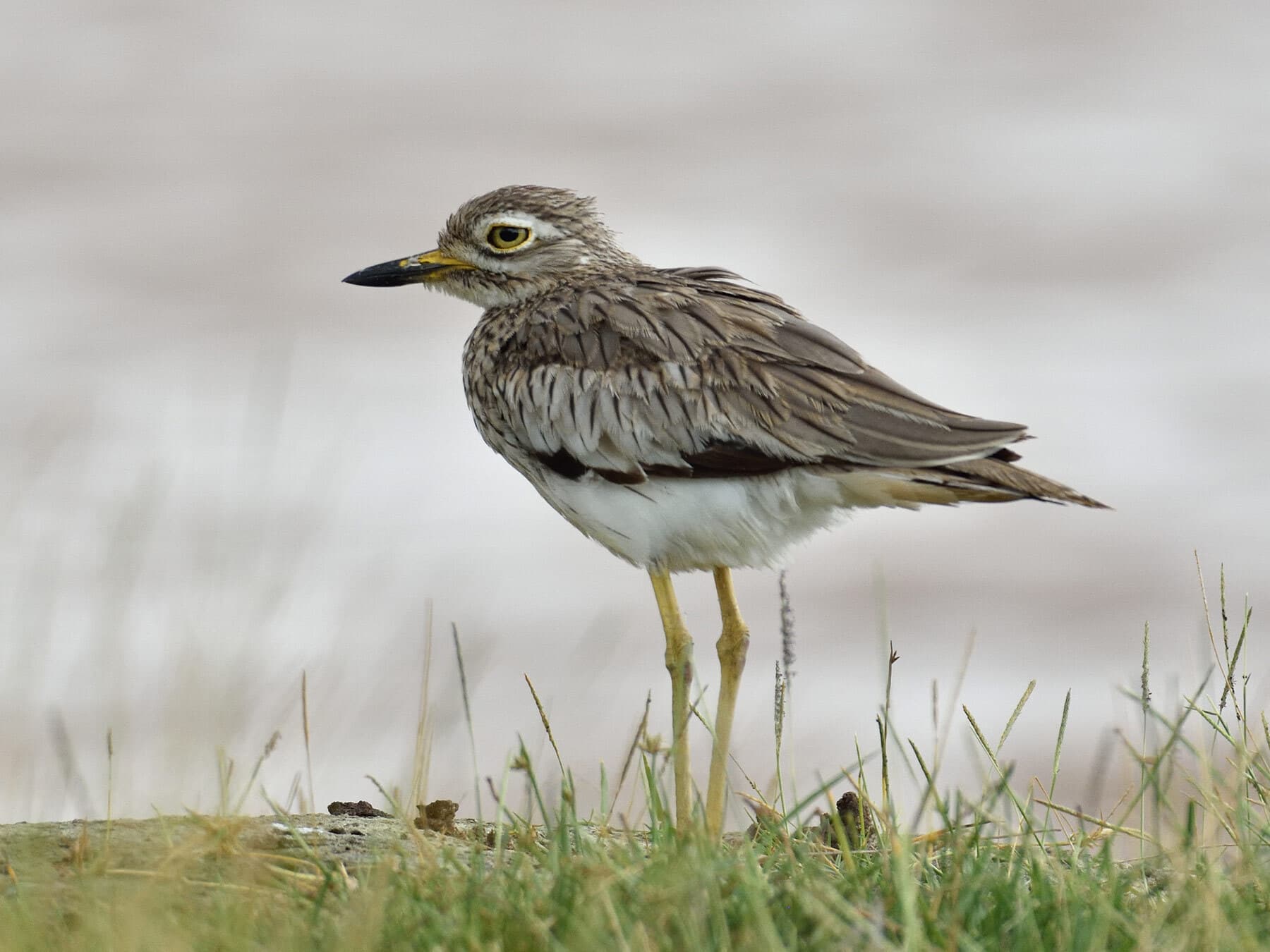 Senegal thick knee 5