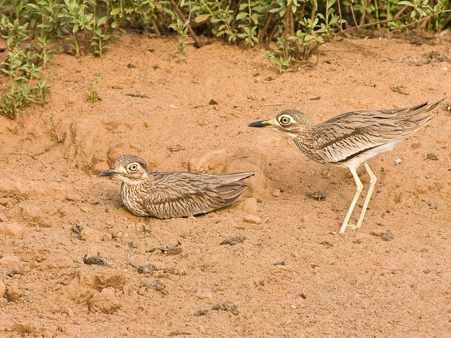 Senegal Thick-knee pair with one sat on nest