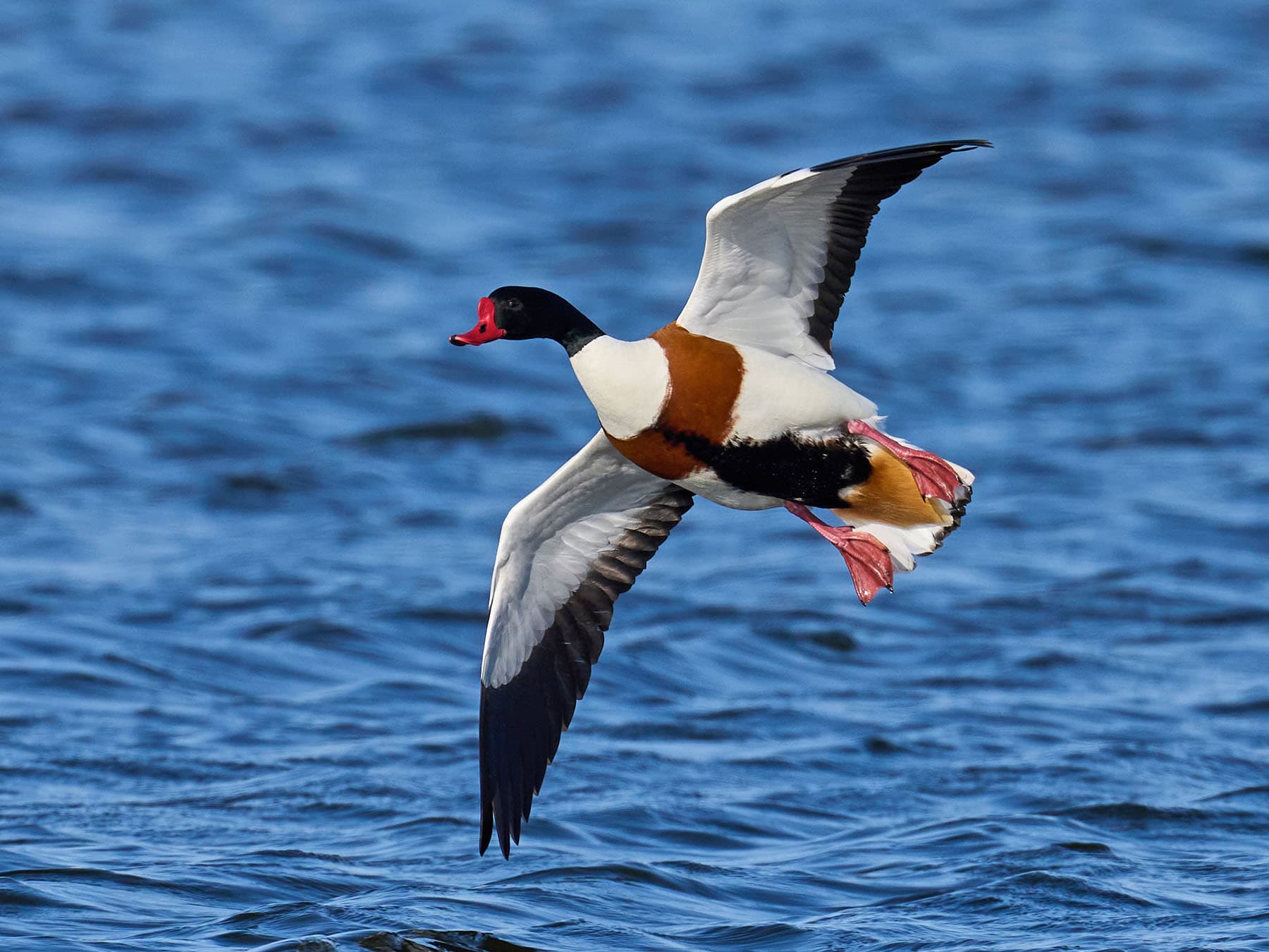 Common Shelduck in flight