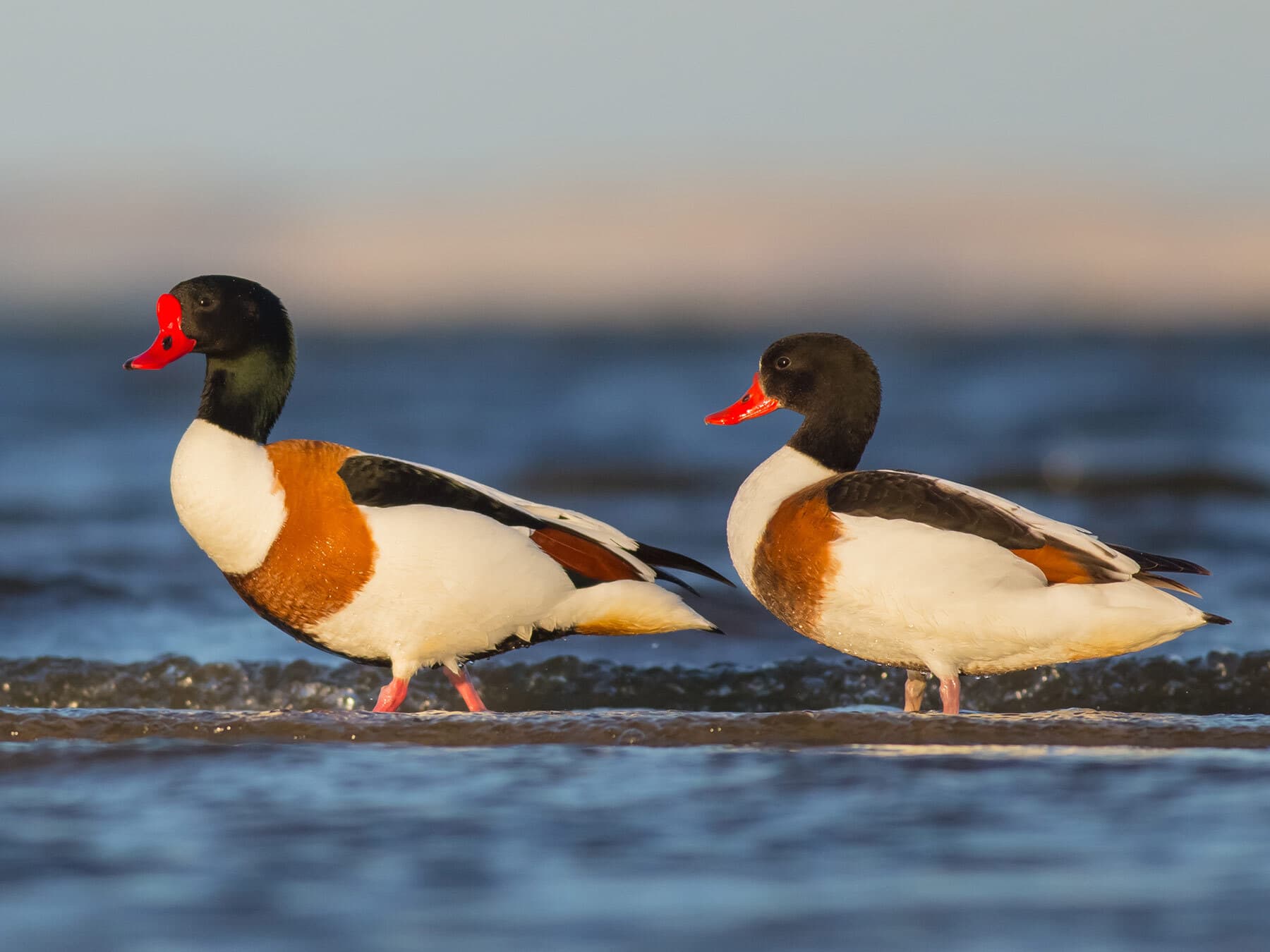 Shelduck pair