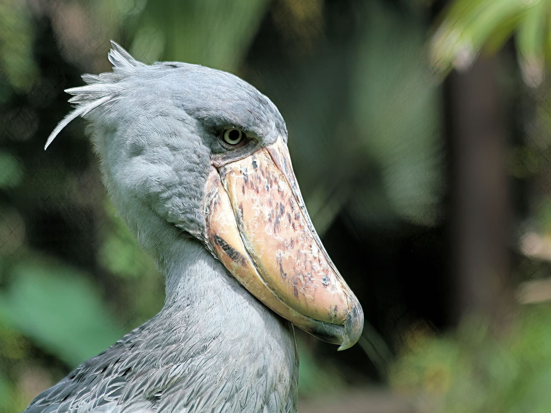 Shoebill in natural habitat