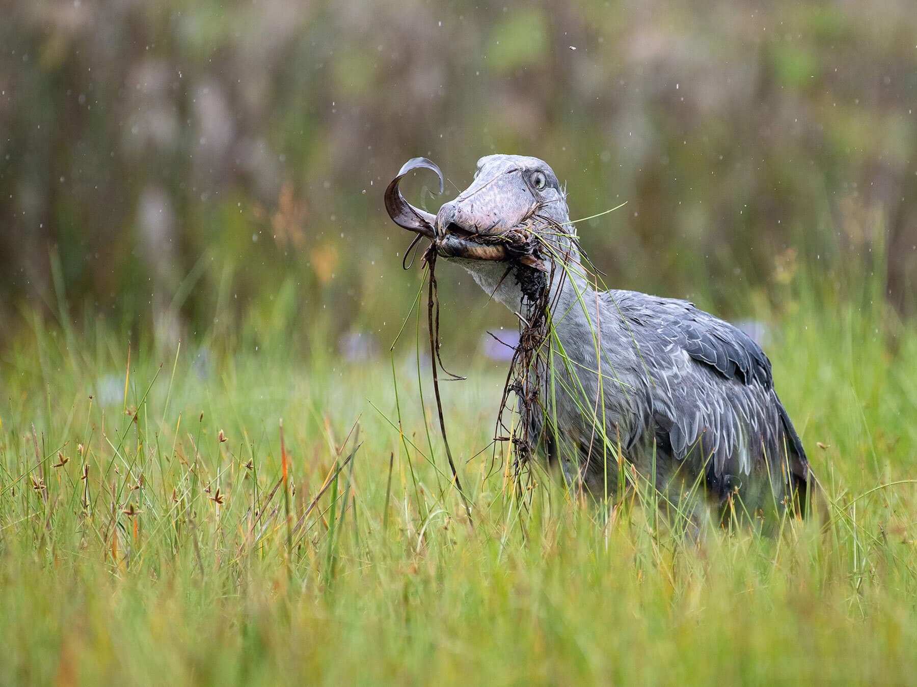 Shoebill stork eating prey