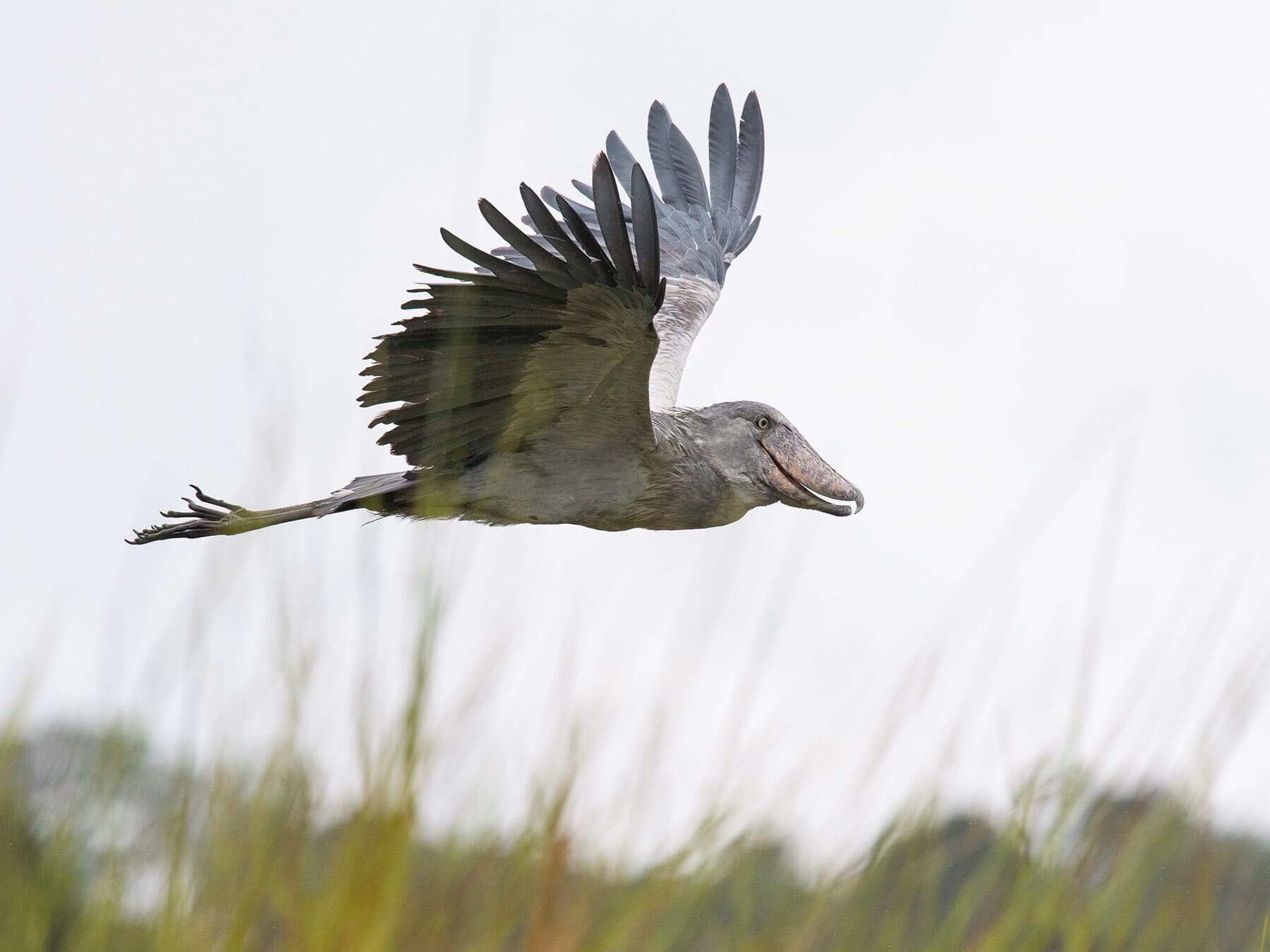 Shoebill stork flight