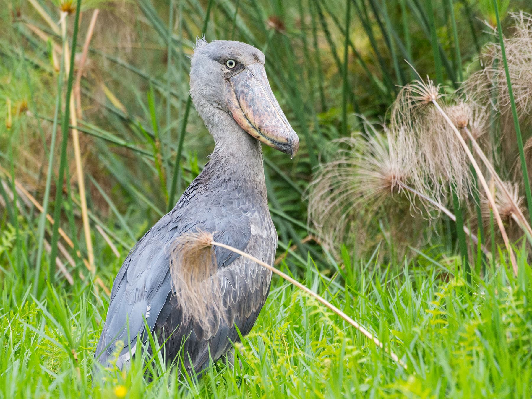 Shoebill