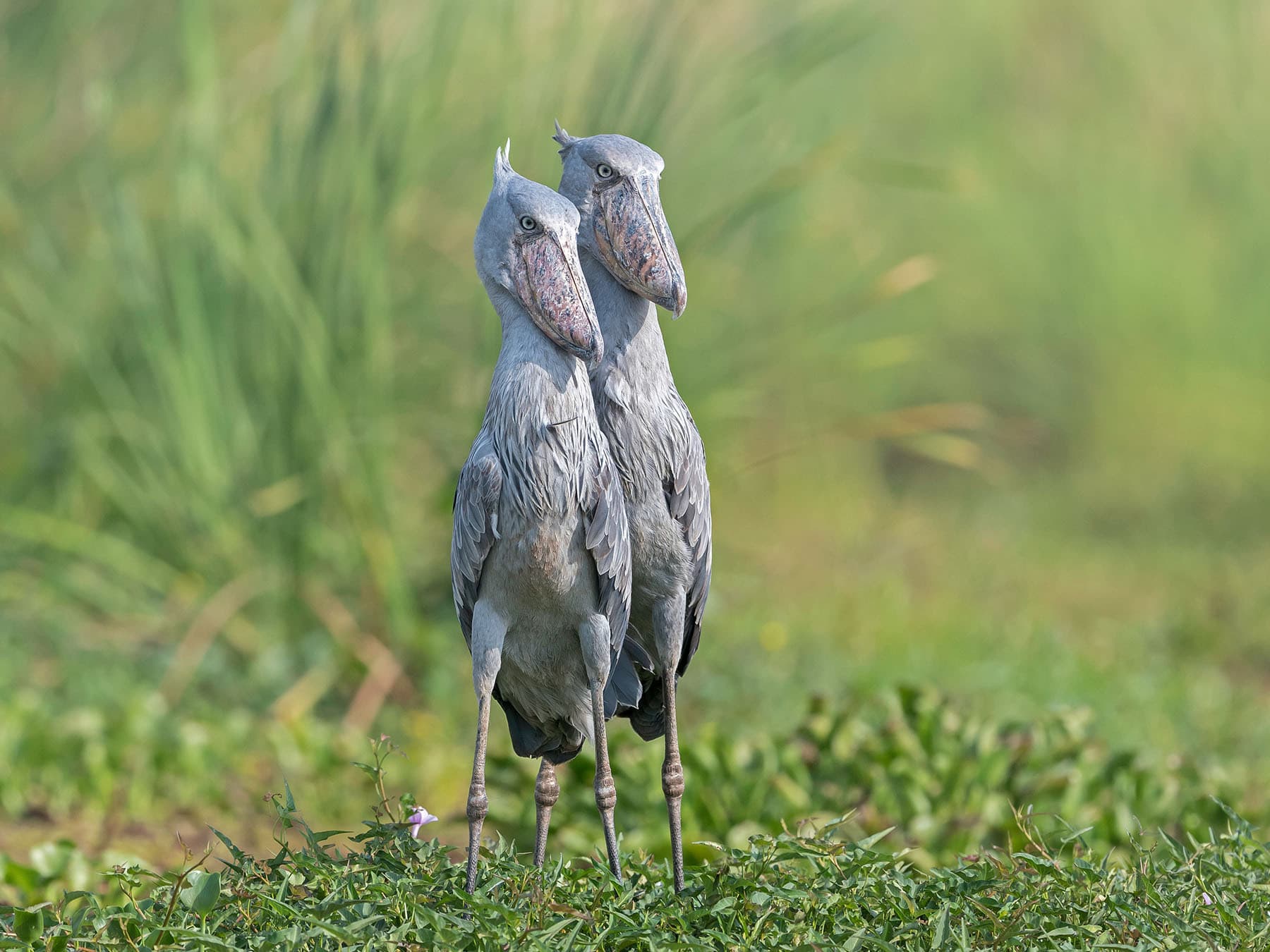 A pair of Shoebills, Uganda
