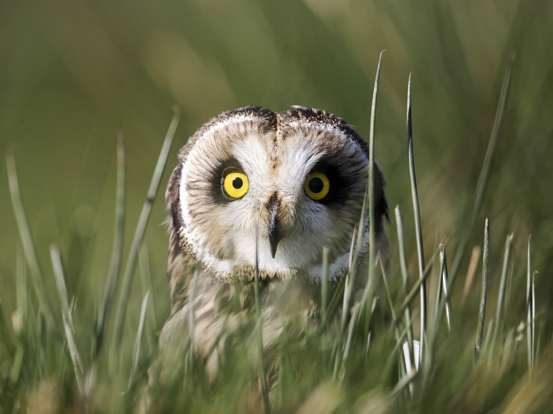 Short-eared Owl
