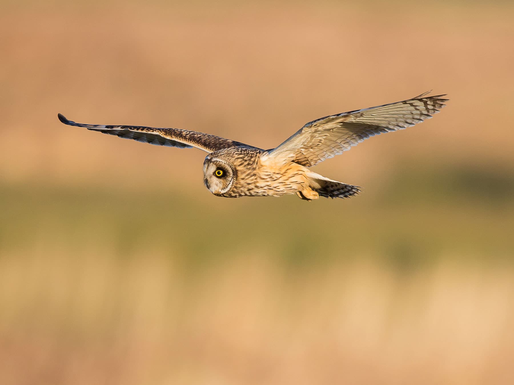 Short eared owl in flight