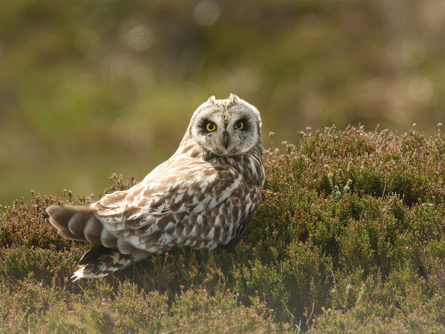 Close up of a Short-Eared Owl