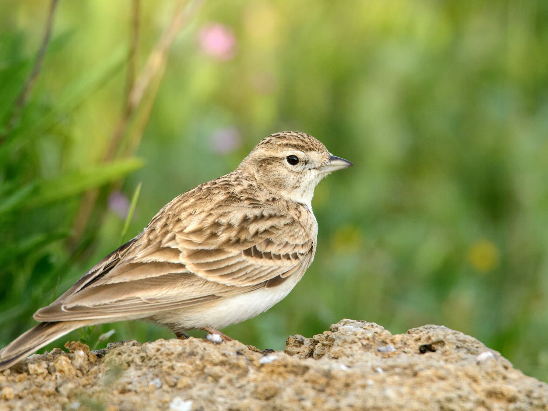 Short-toed Lark
