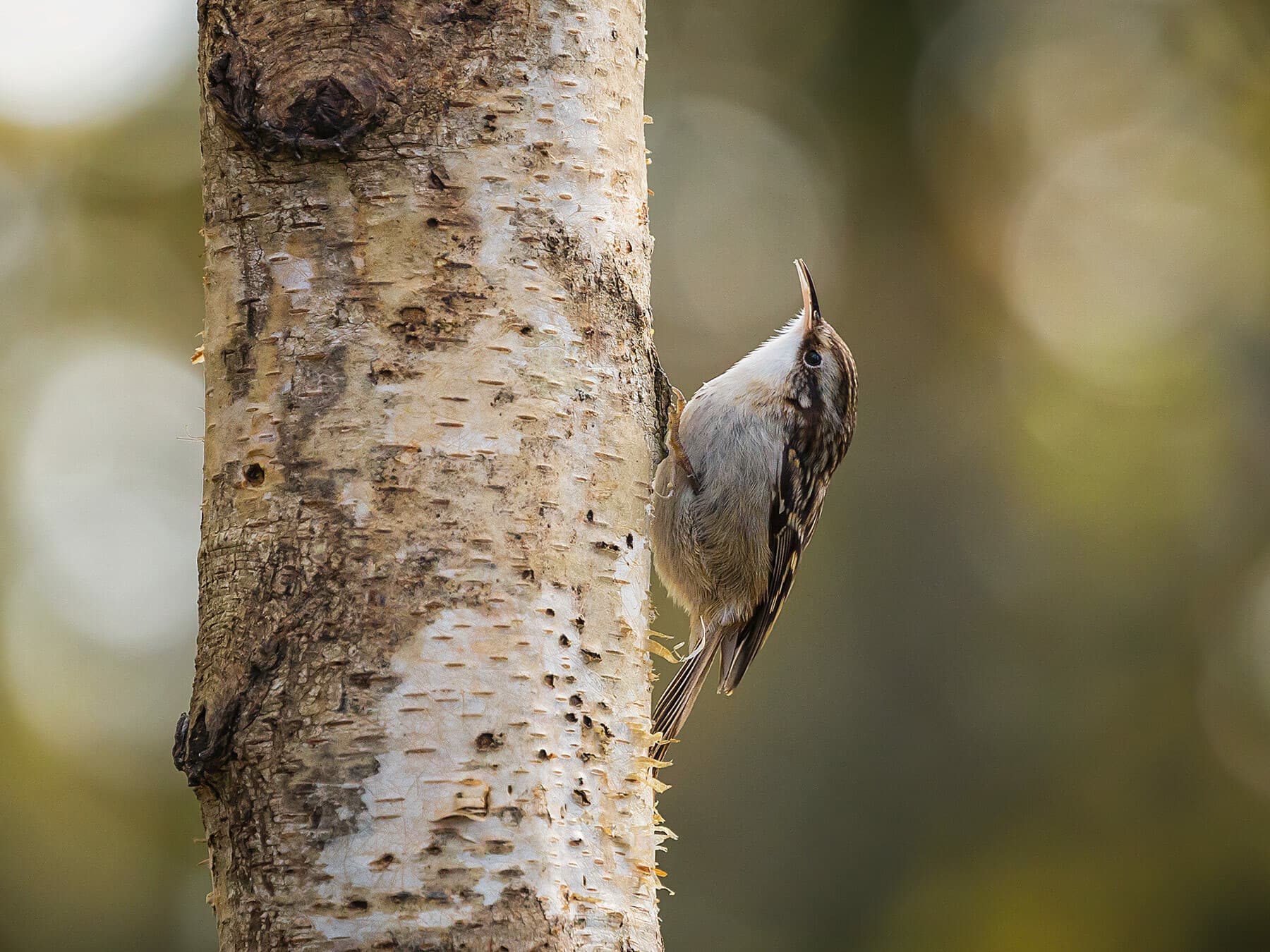 Treecreepers