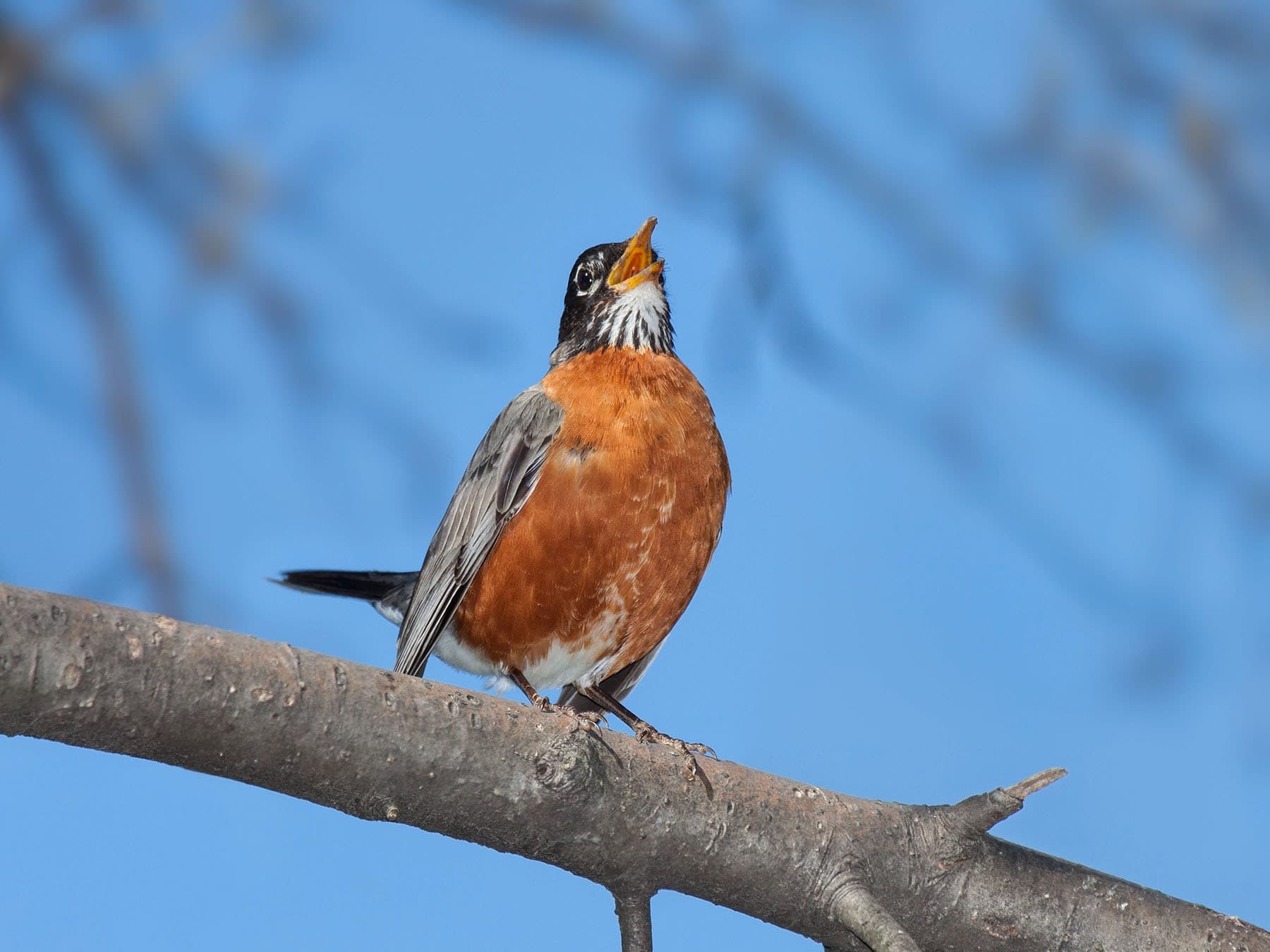 Singing american robin