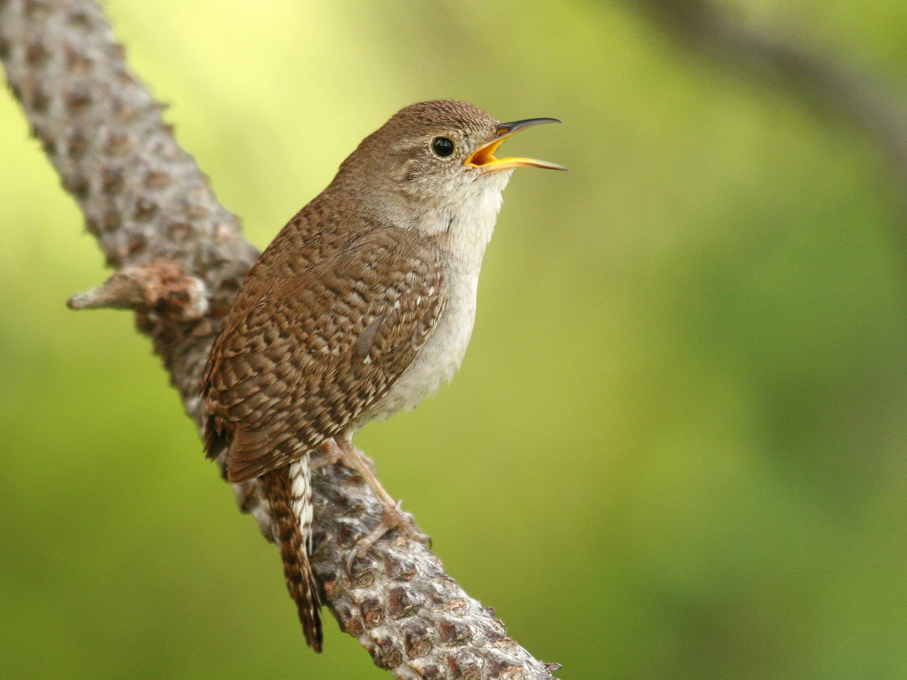 Singing house wren