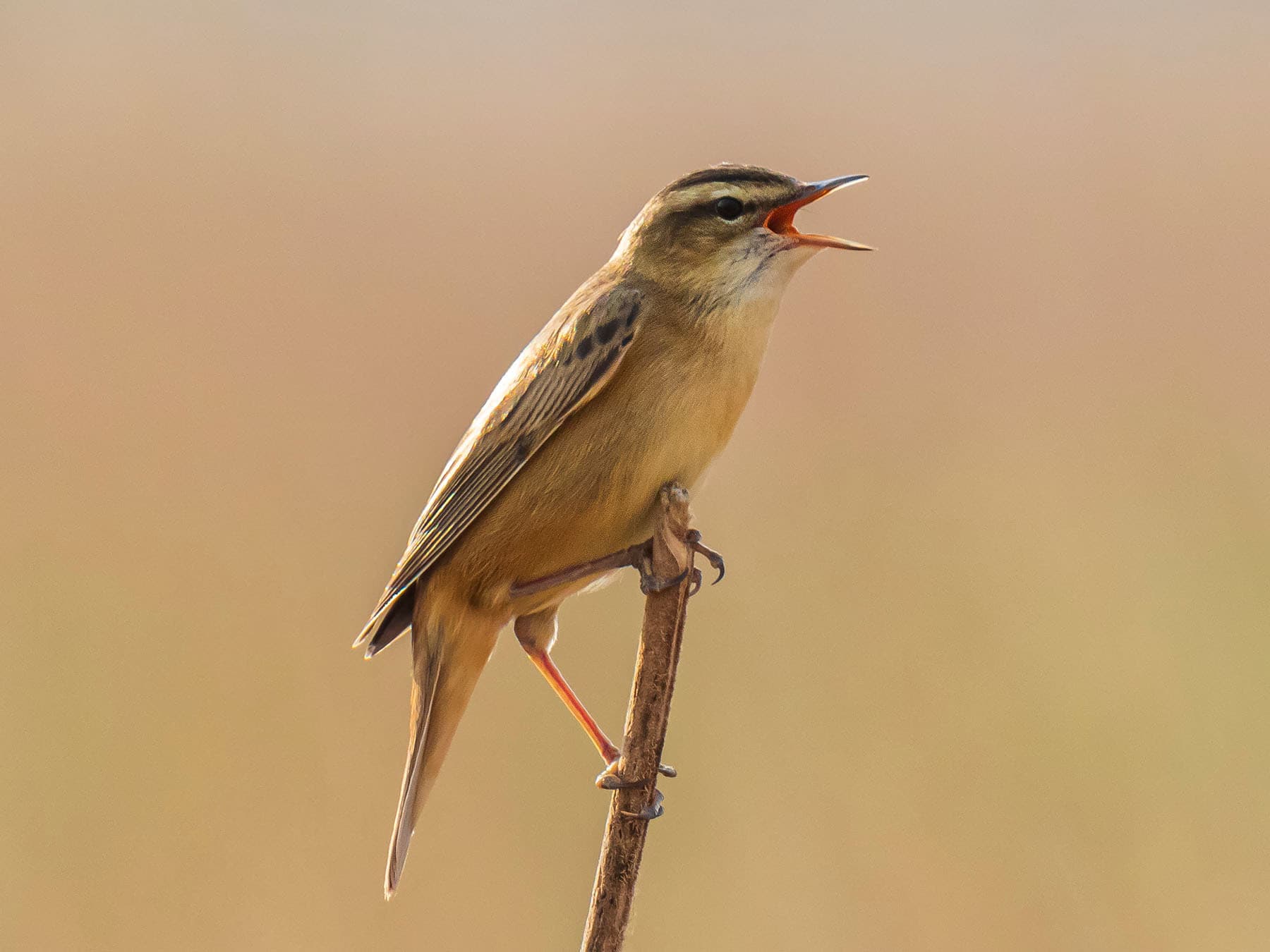 Sedge Warblers are an Amber species in the UK