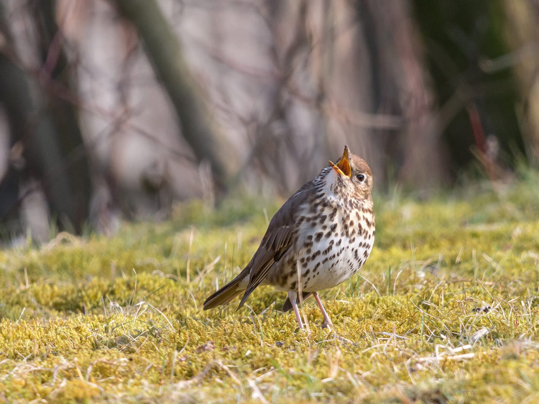 Singing song thrush