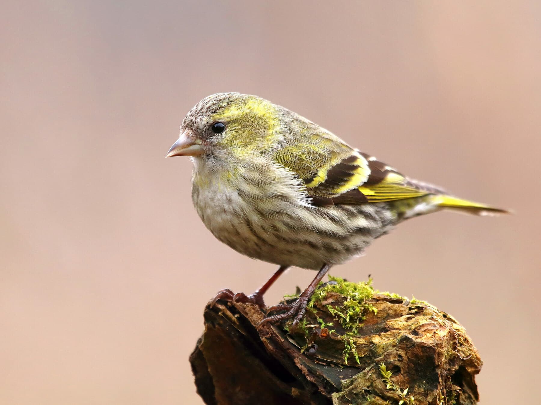 Siskin female