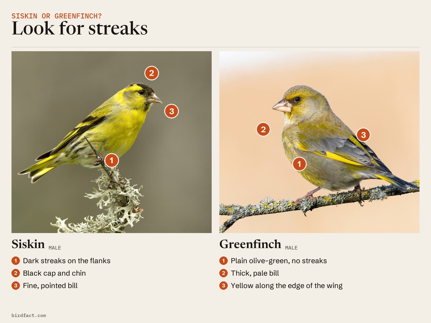 Comparison card, photos of a Siskin (male) on the left and a Greenfinch (male) on the right, headed 'Look for streaks'. Siskin: dark streaks on the flanks; black cap and chin; fine, pointed bill. Greenfinch: plain olive-green, no streaks; thick, pale bill; yellow along the edge of the wing.
