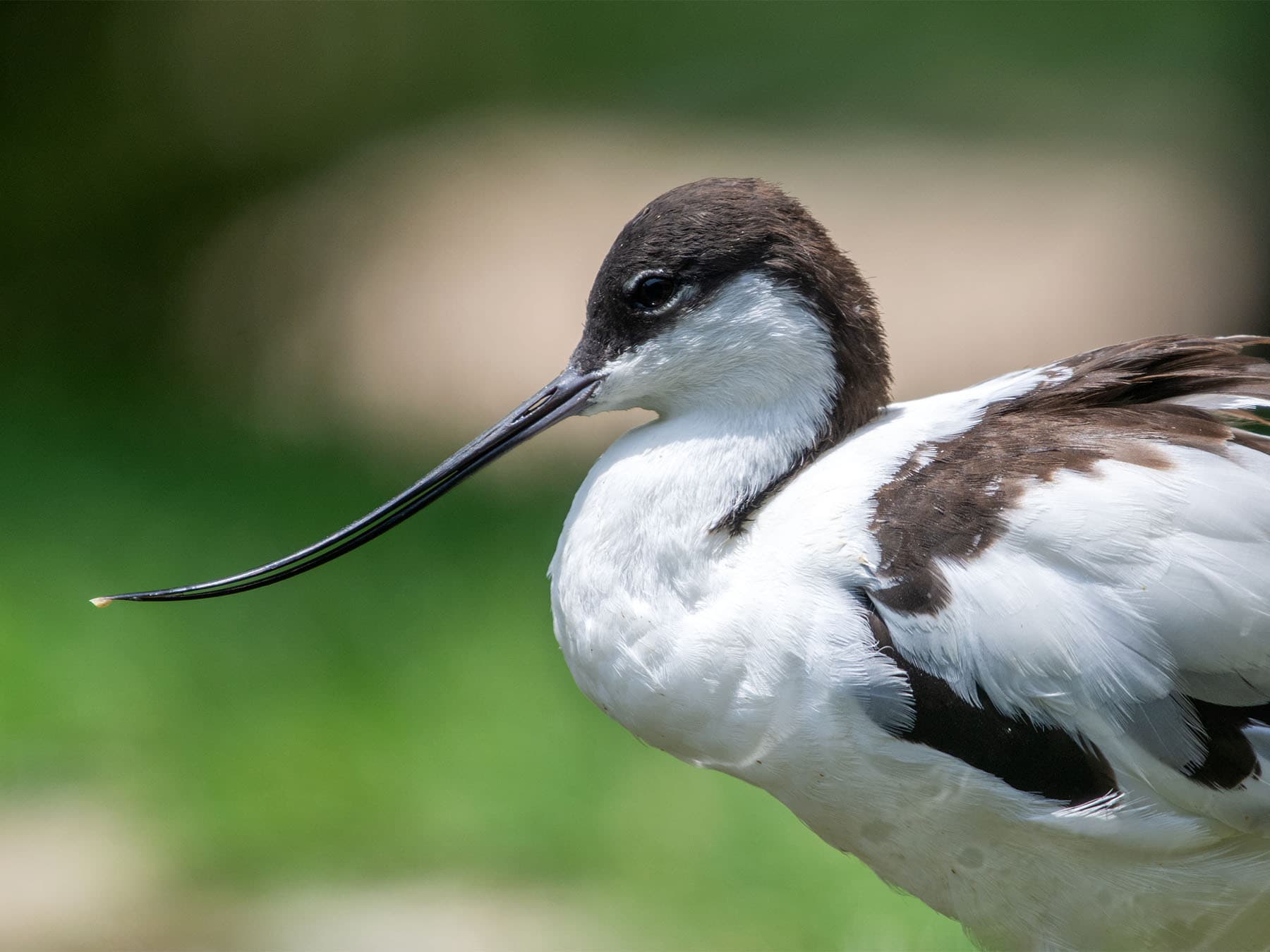 Skull Structure and Adaptations