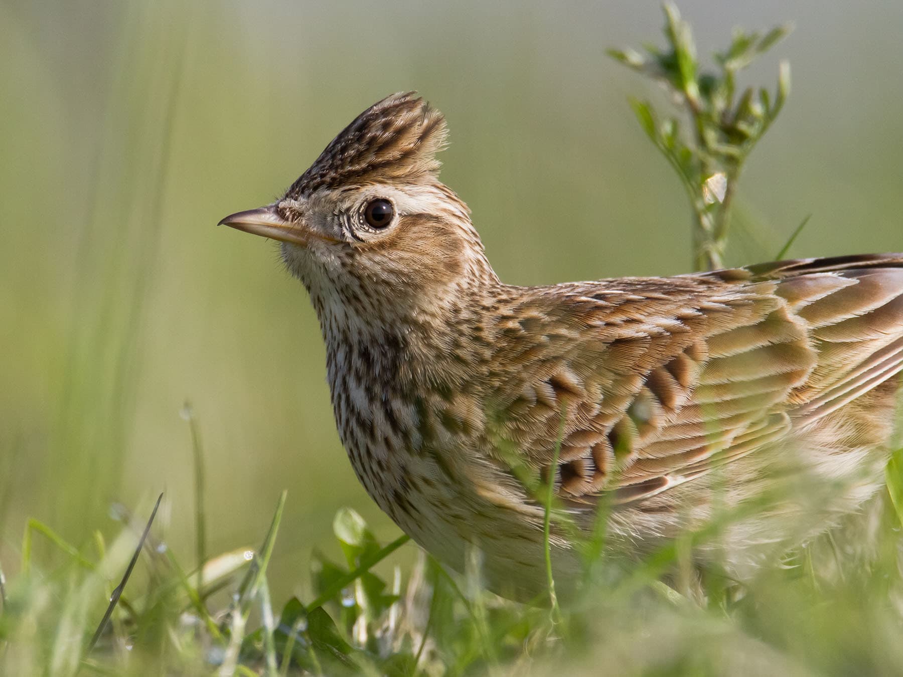 Close up portrait of a Skylark