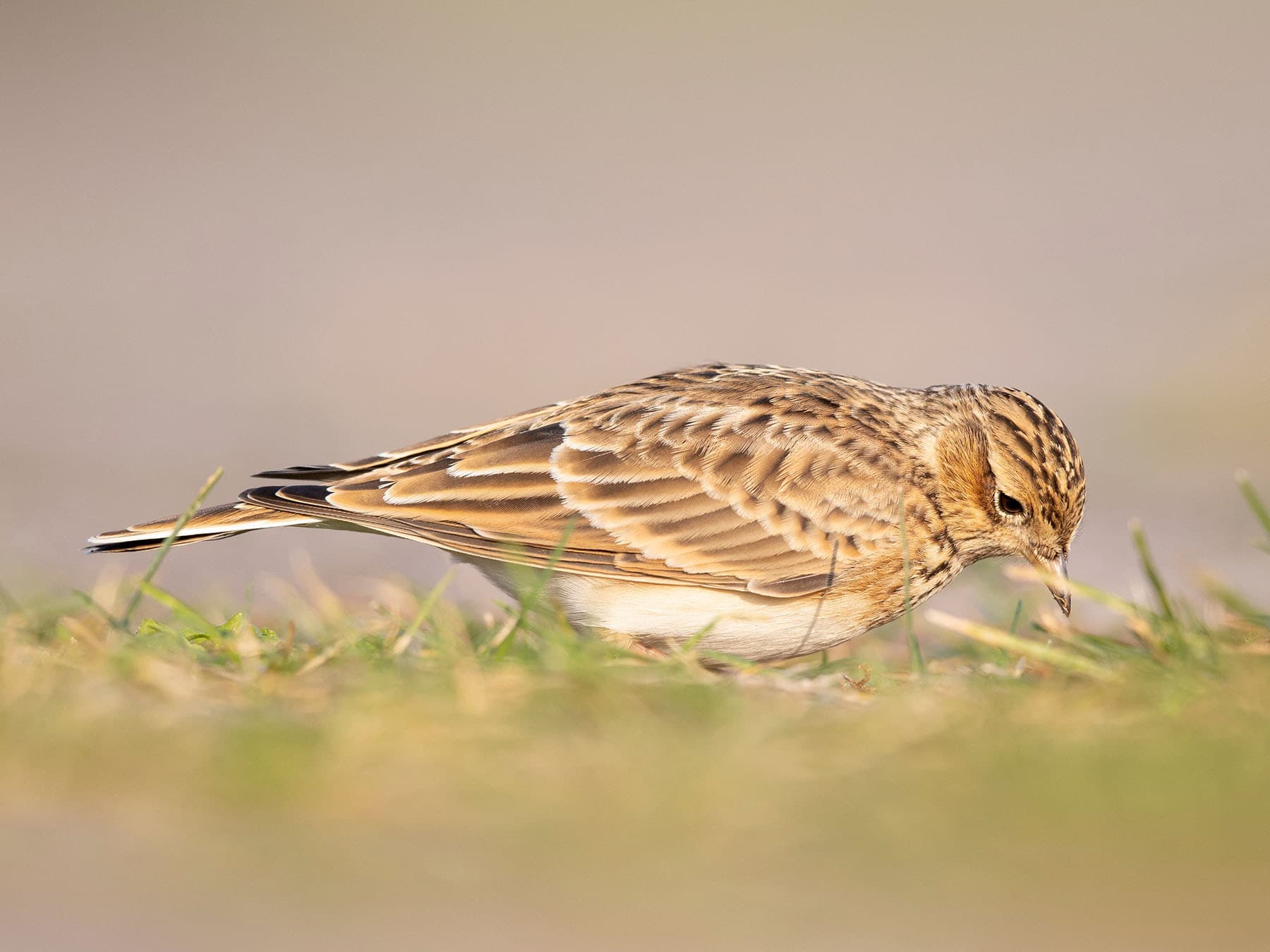 Skylark foraging on the ground early in the morning