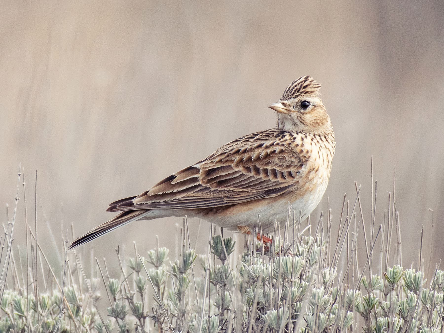 Close up of a Eurasian Skylark