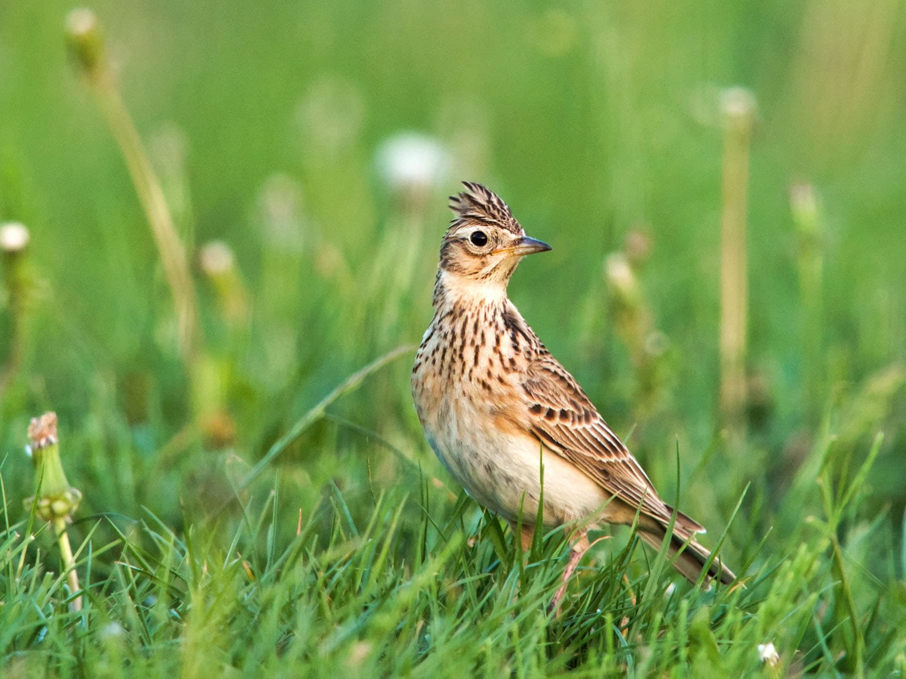 Skylark in the long grass