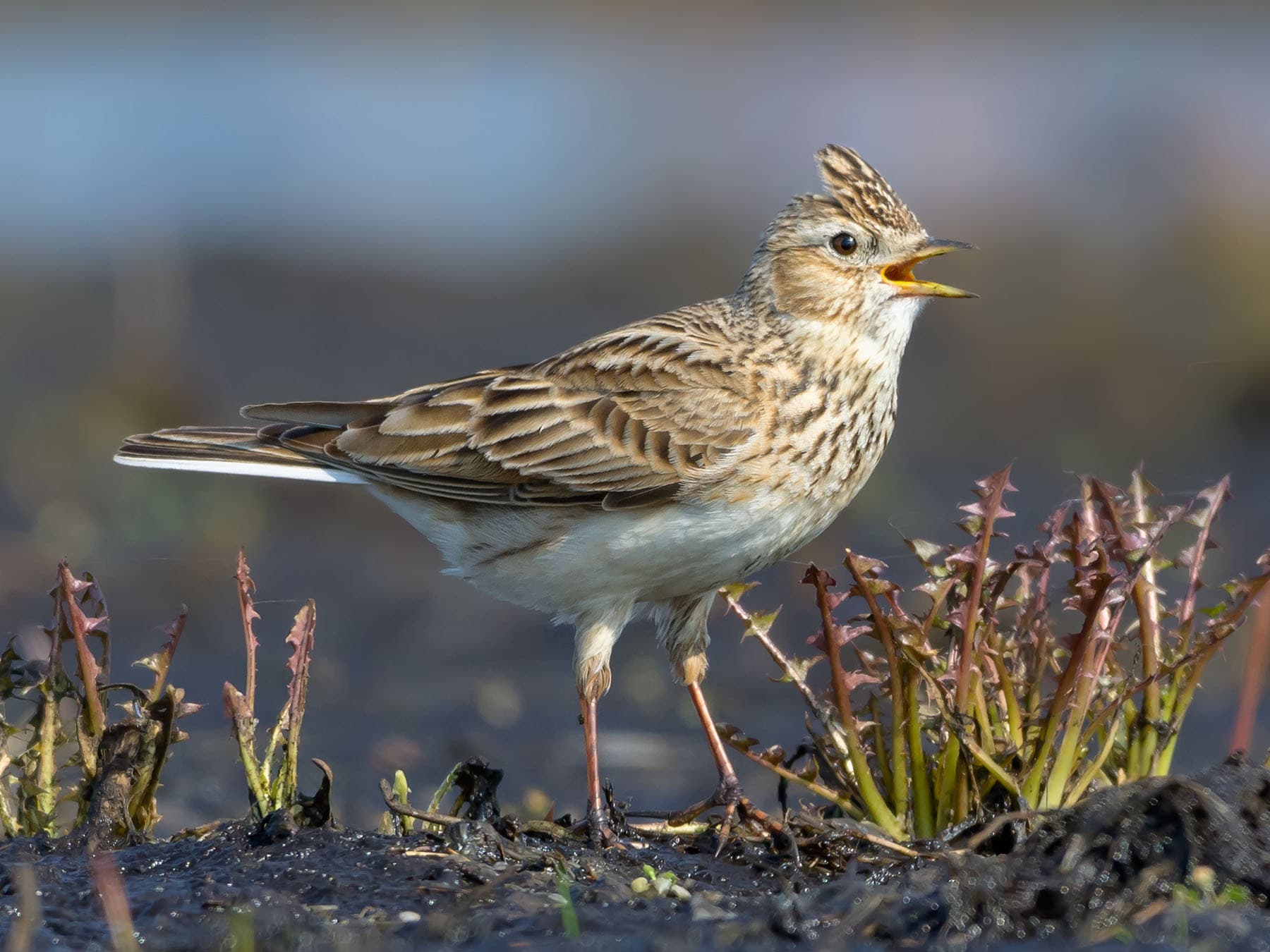 Eurasian Skylark