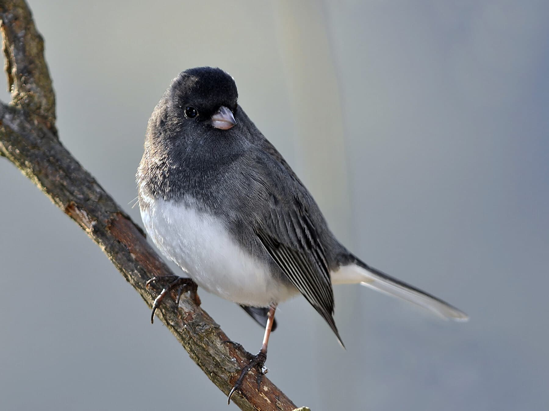 Slate dark eyed junco