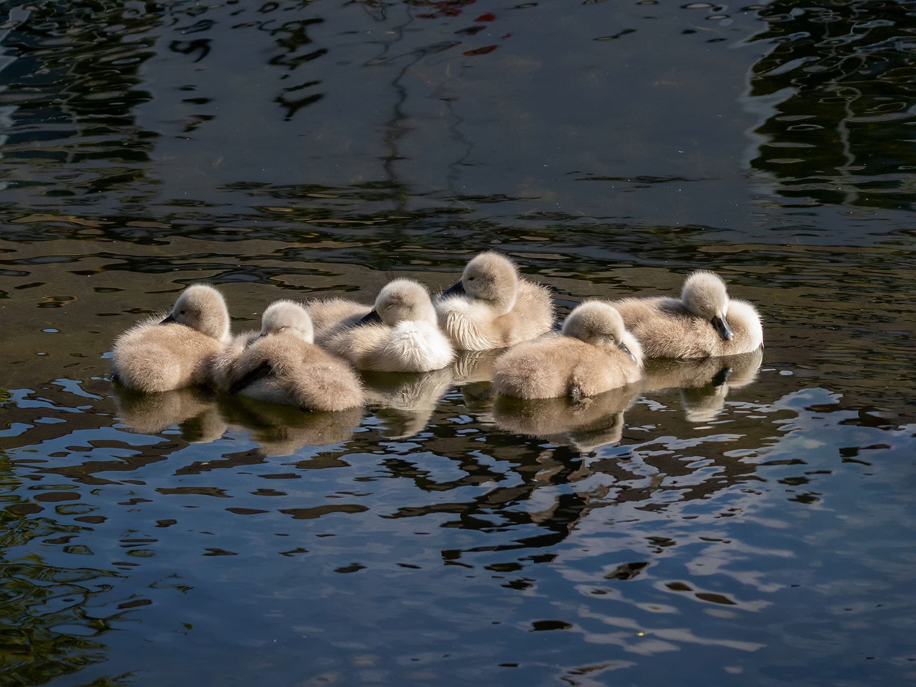 Sleeping cygnets